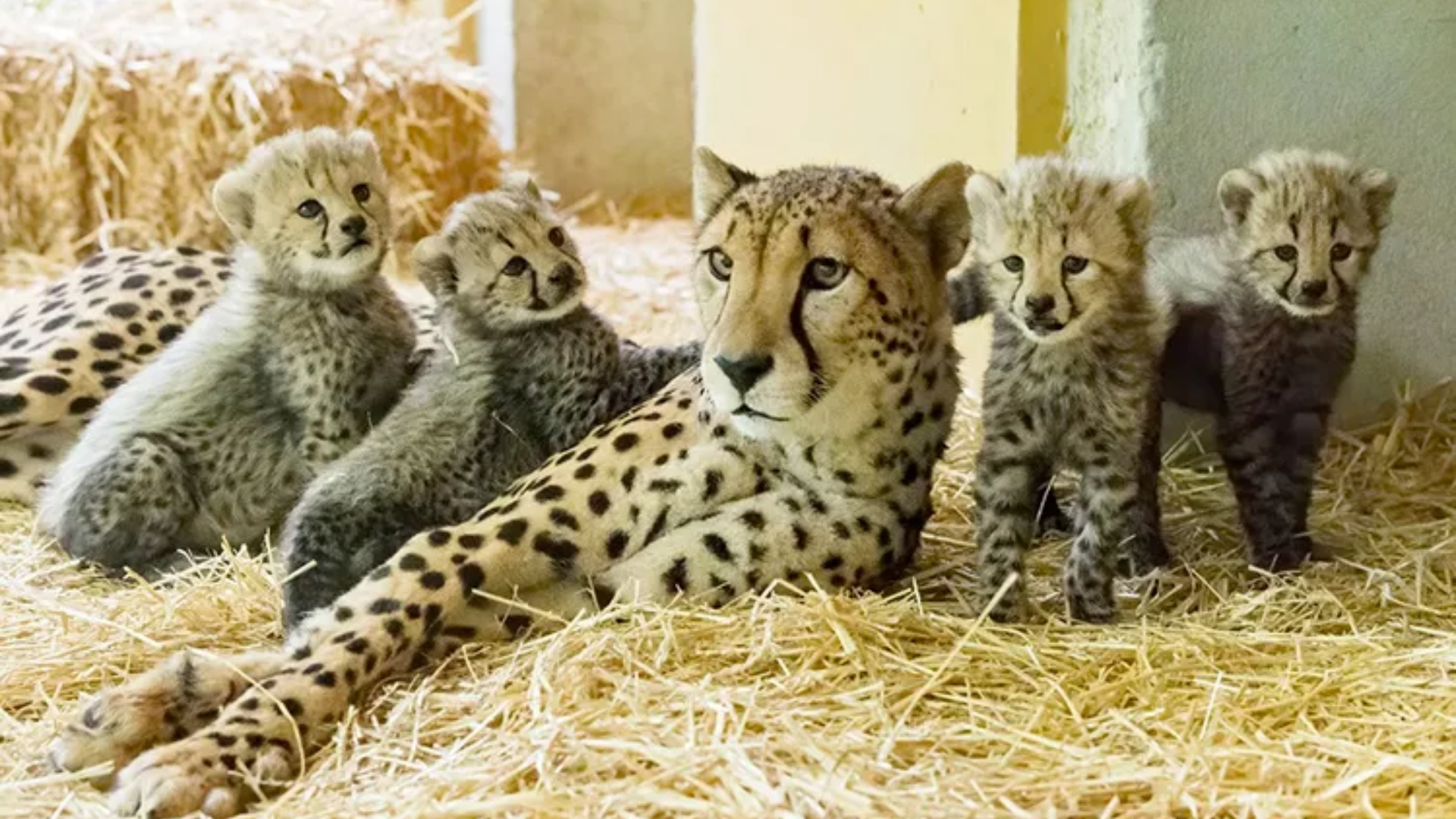 Zoo