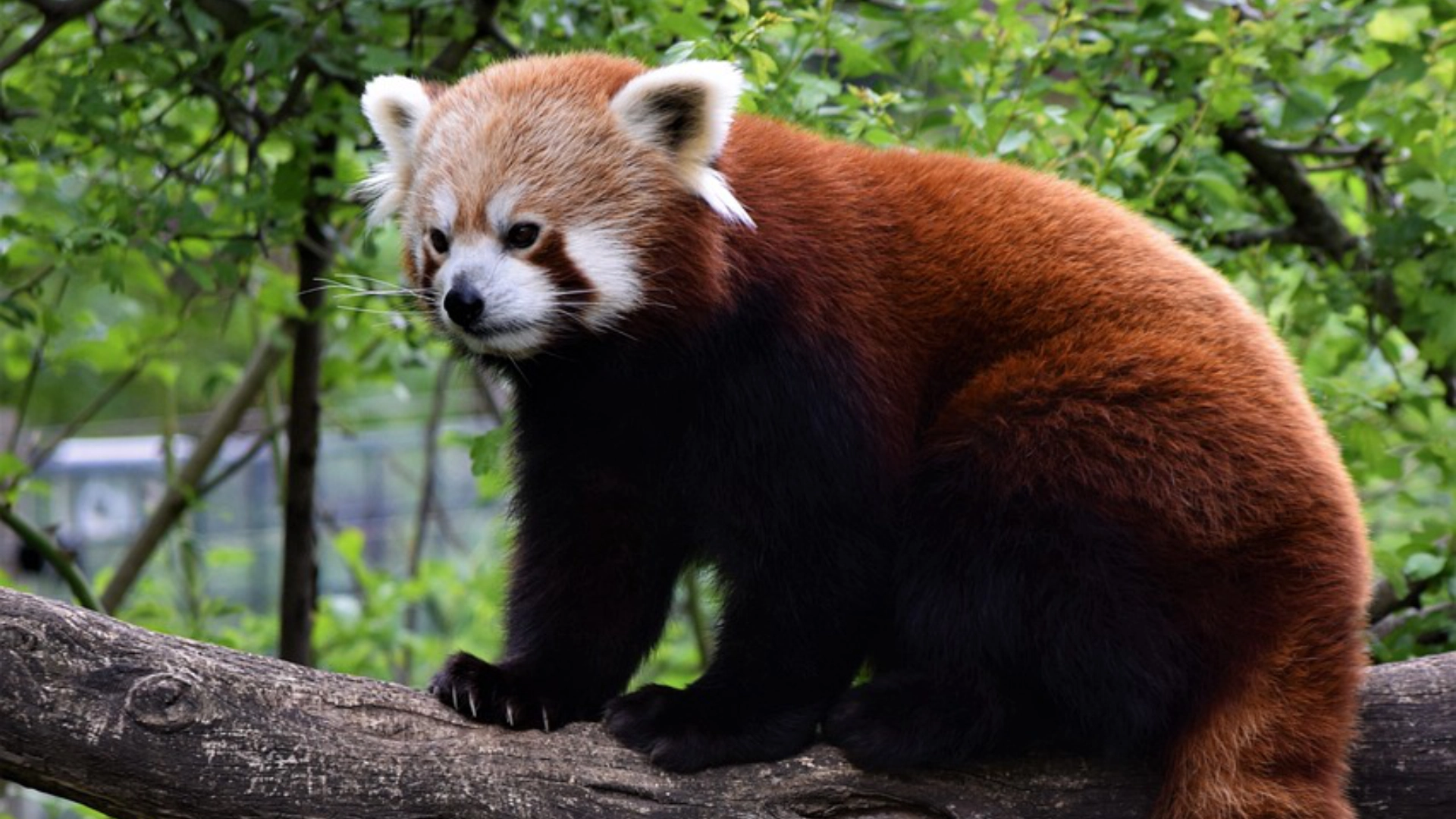 Zoo